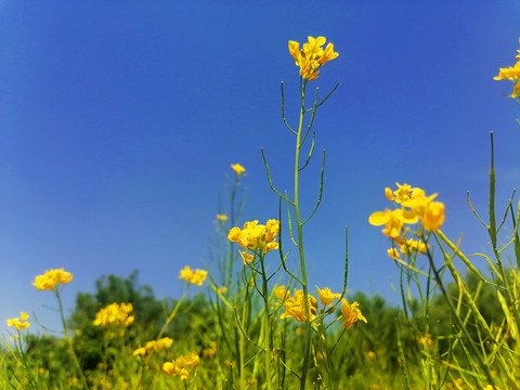 蓝天油菜花