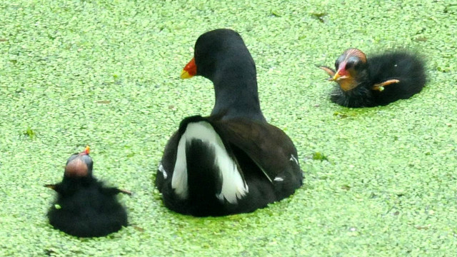 黑水鸡