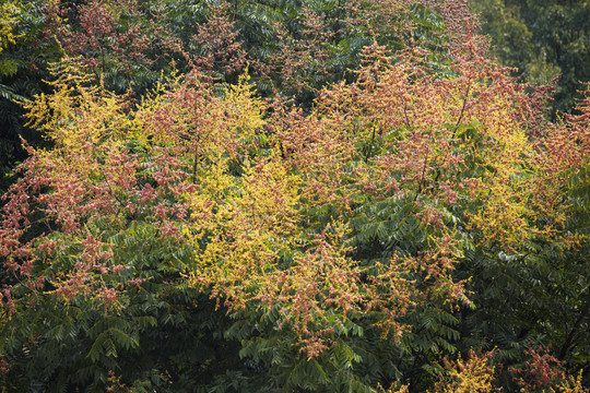 栾树花开