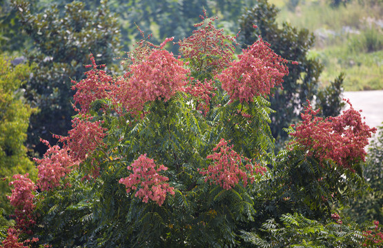 栾树花开