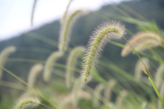 狗尾巴草