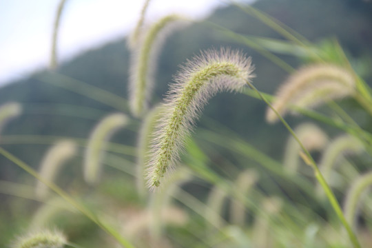 狗尾巴草