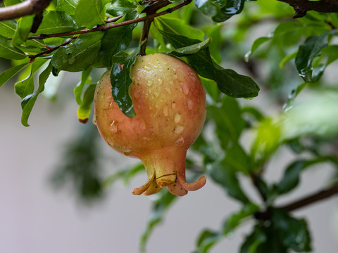 石榴Pomegranat