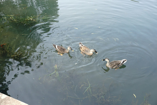 西湖野鸭