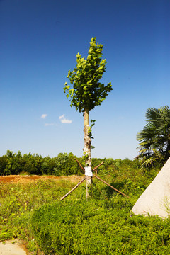 杨树