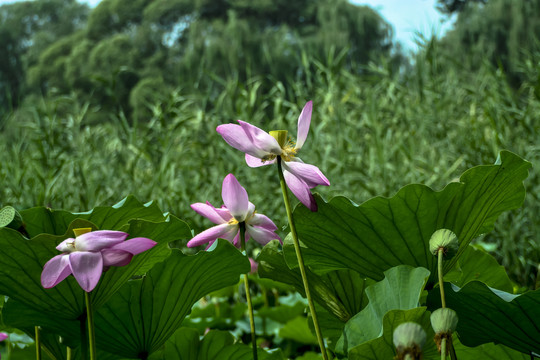 颐和园荷花