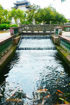 水池錦鯉