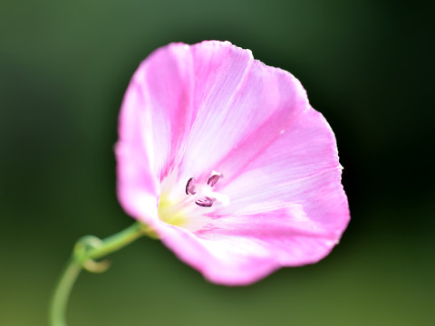 野牵牛花