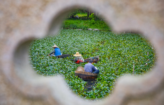 南湖菱采摘