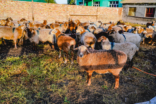 哈萨克牧民养羊