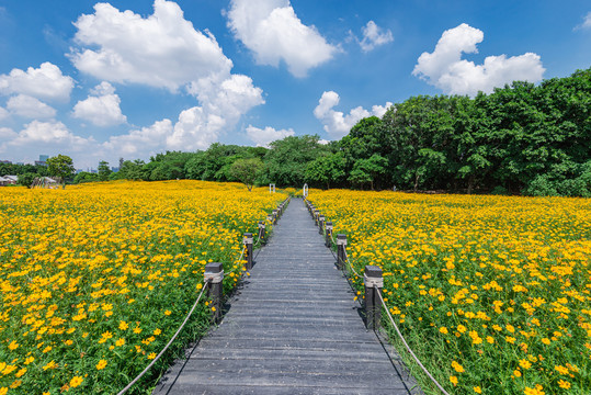 广州海珠湿地公园硫华菊花海