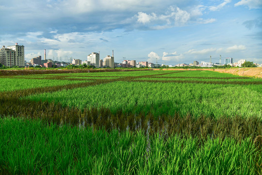 稻田