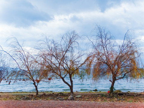 湖畔树木
