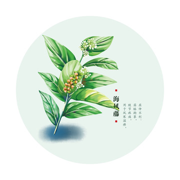 海風(fēng)藤