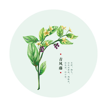 青風(fēng)藤