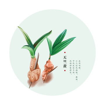 天竺黃