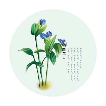 鴨跖草
