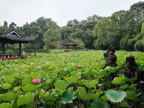 荷花池