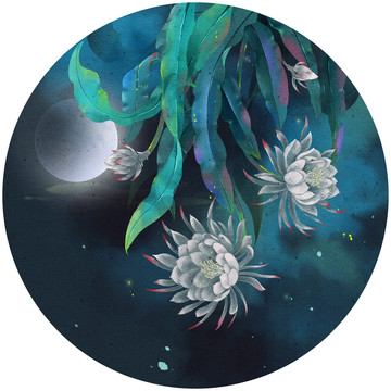 月光下的曇花插畫