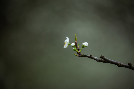 春天花开