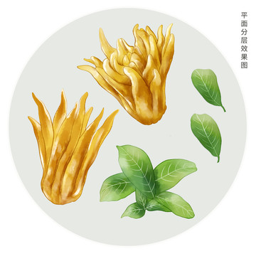 手繪佛手果