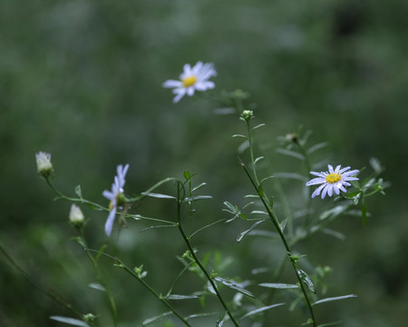 雏菊