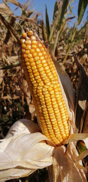 玉米秋季大丰收庄稼地玉米地
