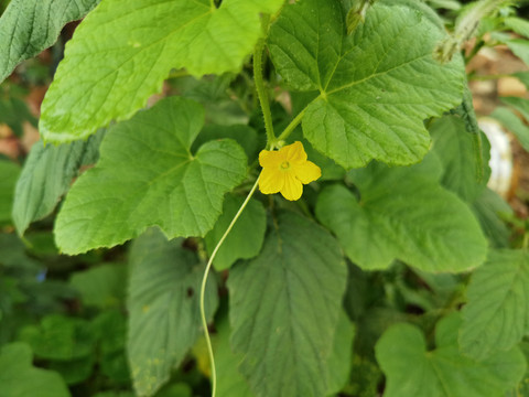 黄金瓜花