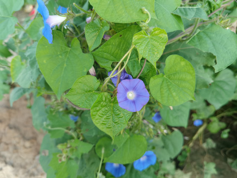 牵牛花特写