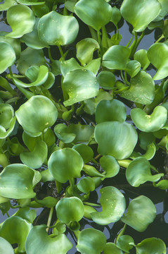 水浮莲植物