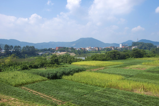 农村大地农业景色