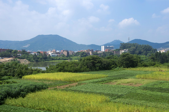 农田大地好景色