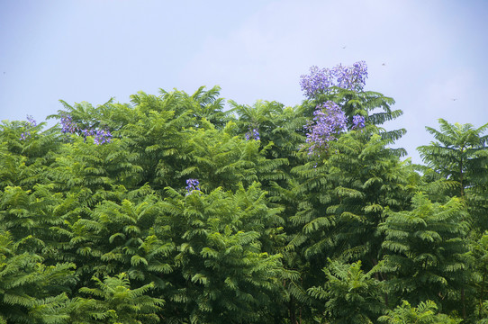 蓝花楹花枝