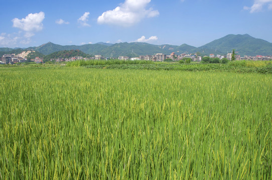 绿油油充满希望的田野