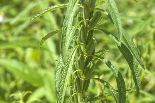 芝麻结果