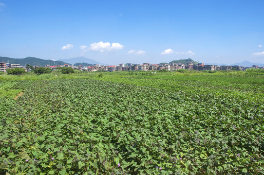 农田地瓜地