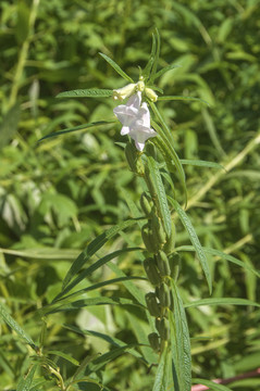 芝麻结果开花