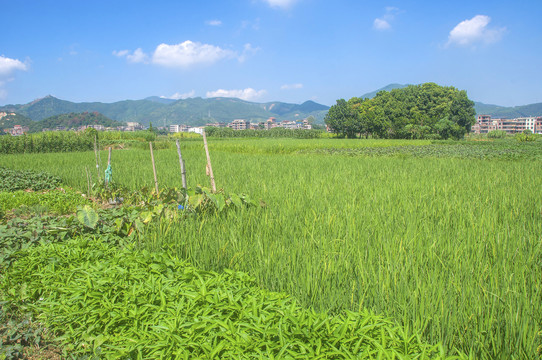 田野景色