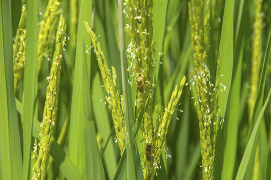 小蜜蜂采稻花蜜