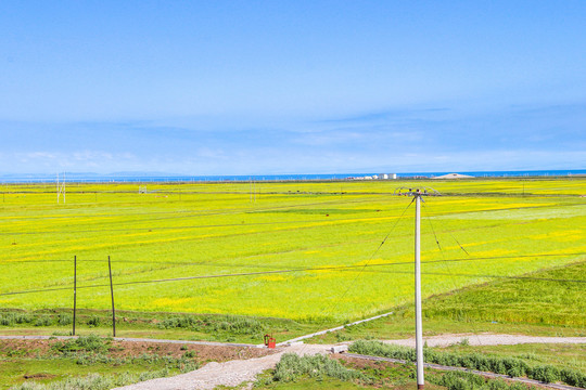 青海草原