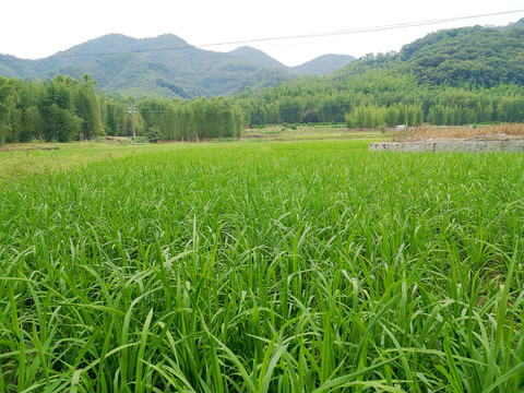 碧绿的水稻田