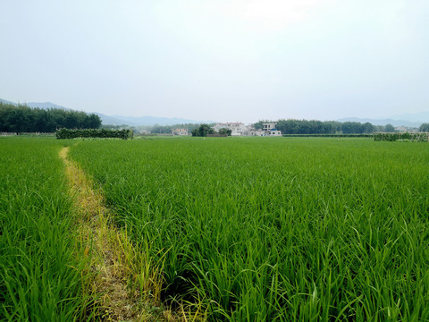 绿油油的水稻田