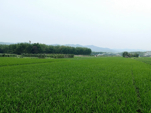 乡村水稻田