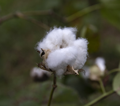 一朵棉花