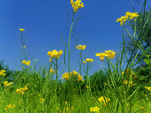 油菜花