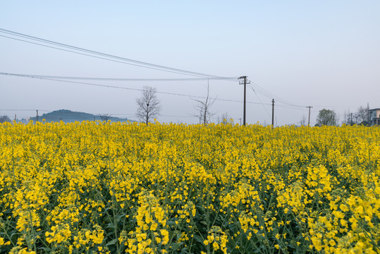 乡村油菜花田