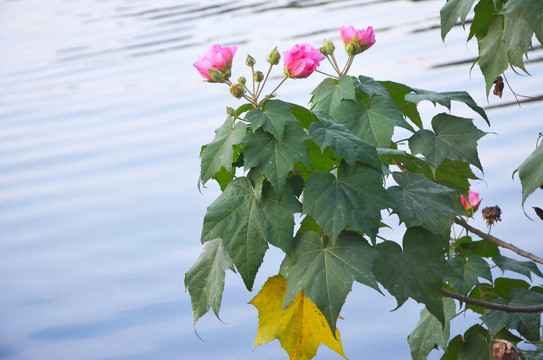 木芙蓉