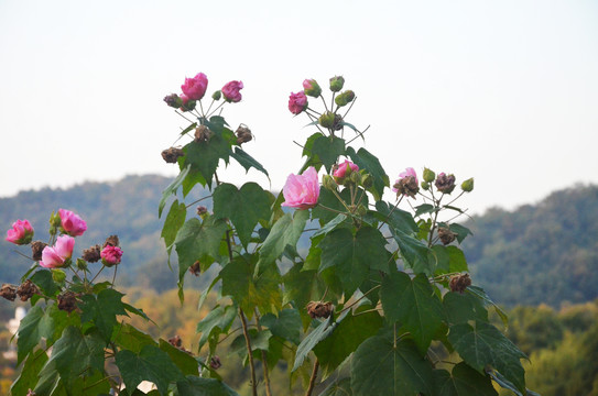 木芙蓉花