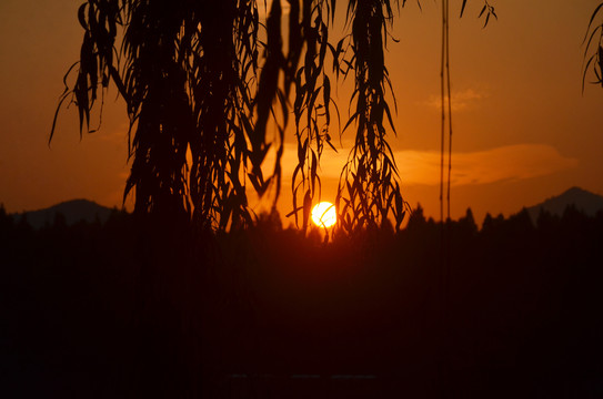 夕阳垂柳