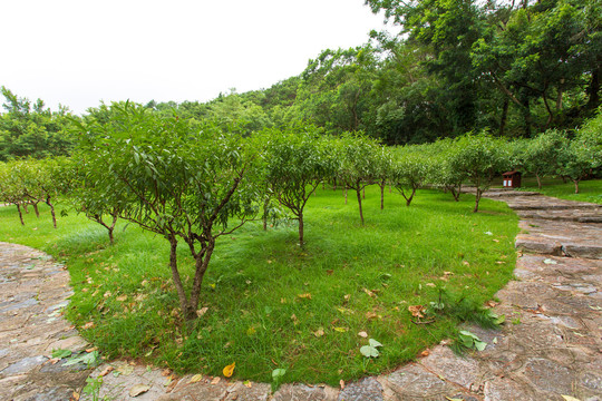 南宁青秀山风景区桃花岛园林景观